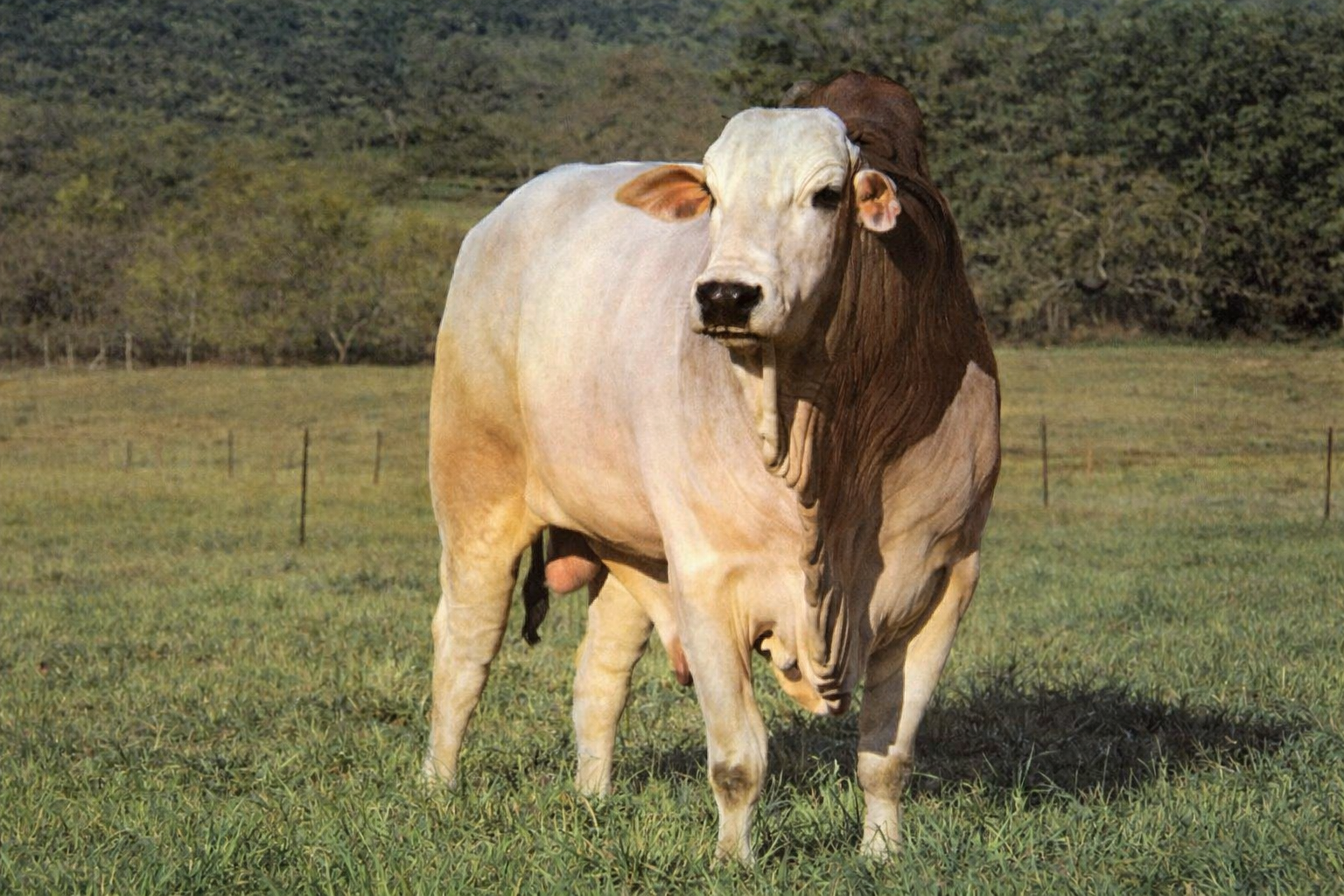 AMEDABA