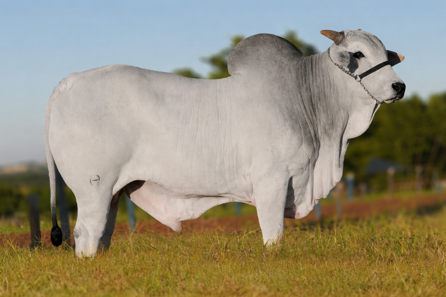 REM GATILHO GENETICA