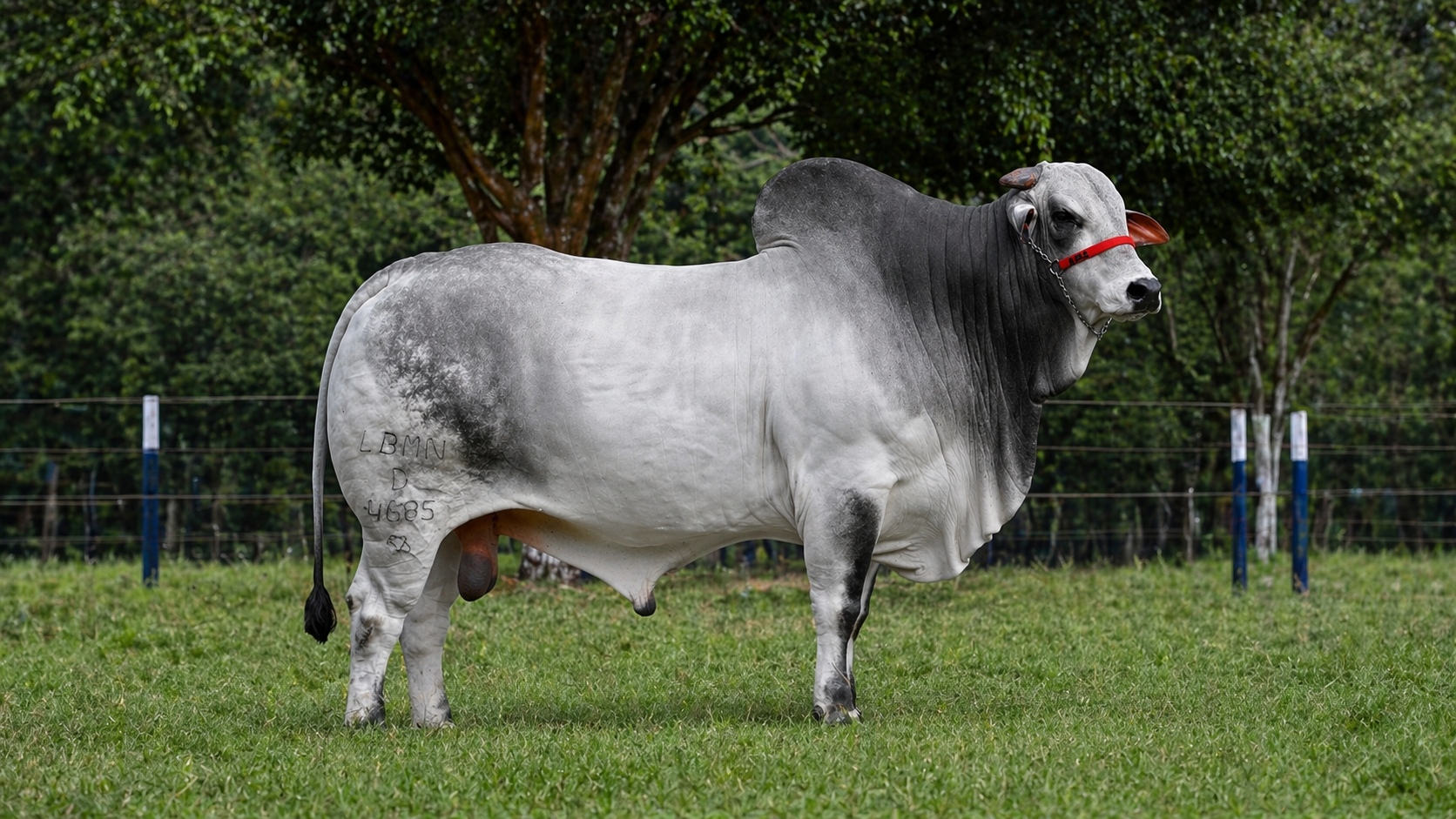D4685 DA MN